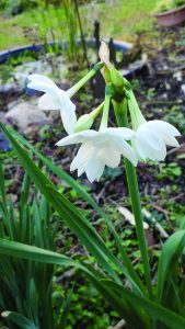 flower witherspoon narcissus