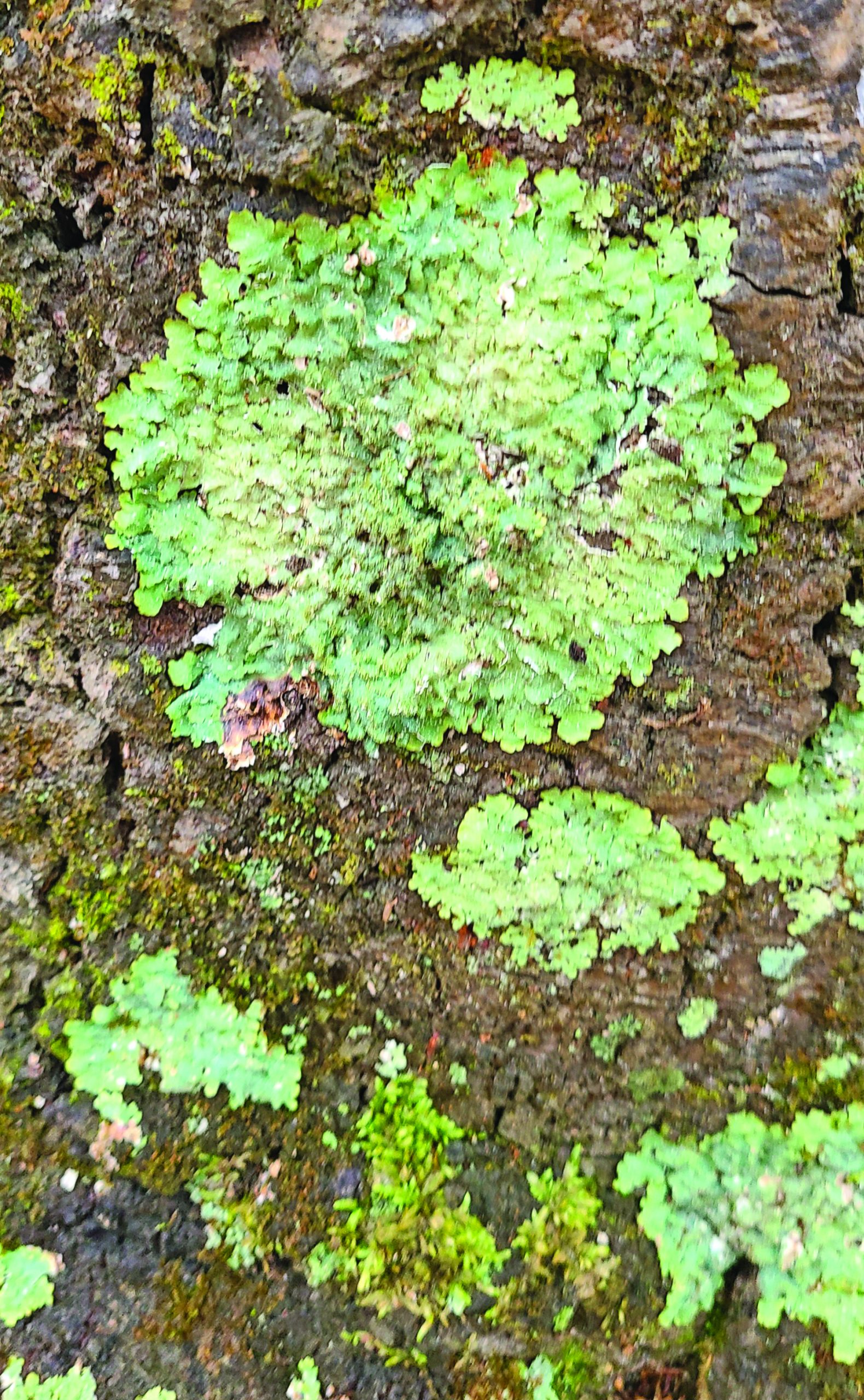 Lichens on fence rail