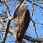 bird count red tail hawk