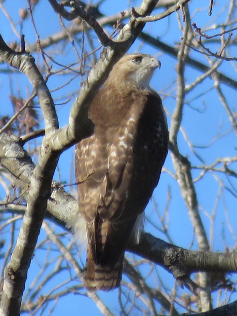 bird count red tail hawk