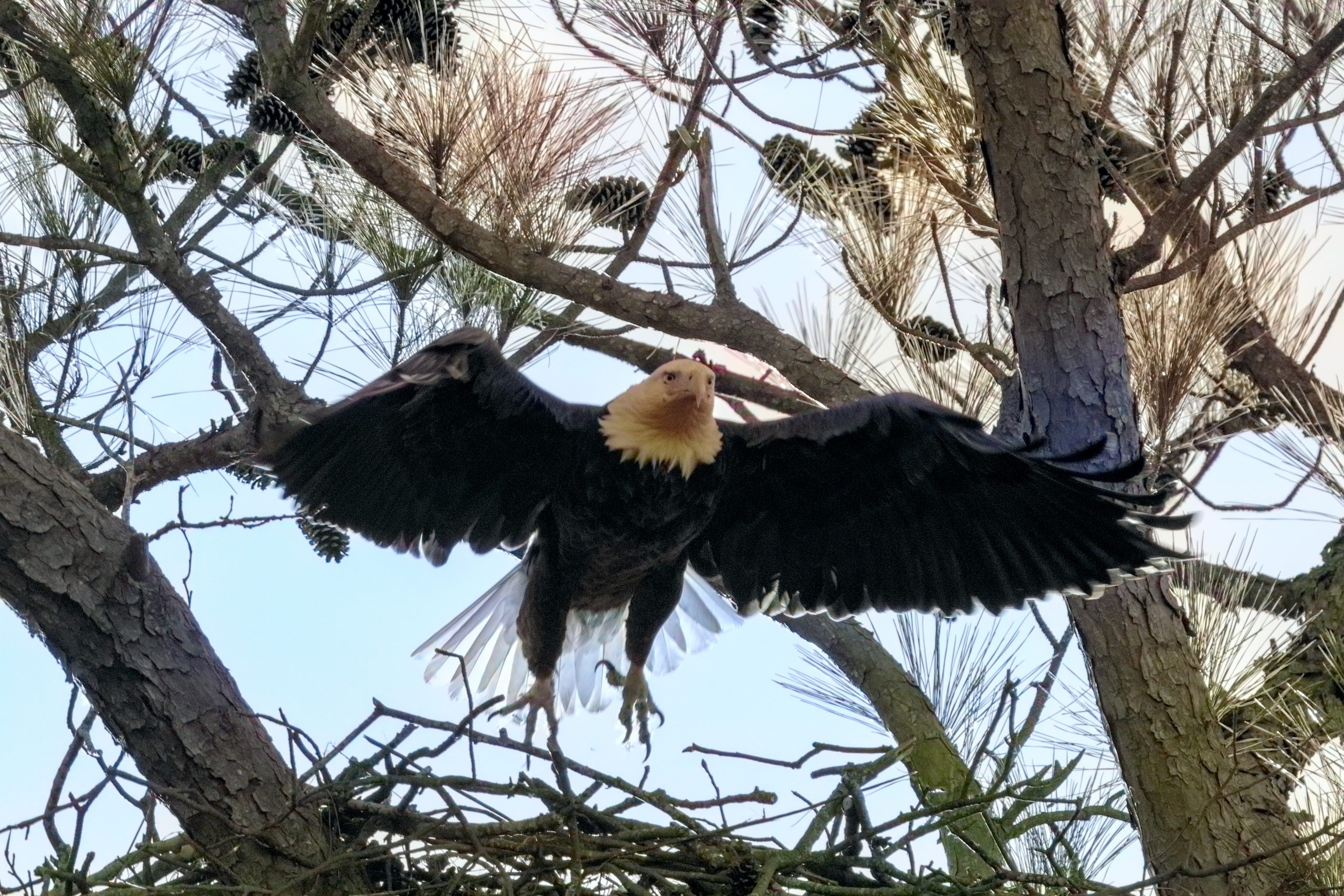 eagle