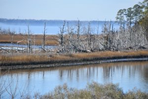 first day hike dead trees catlett islands