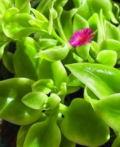 flower battle ice plant