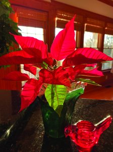 flower battle poinsettia