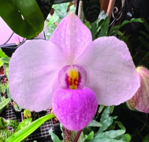 flower earl 1