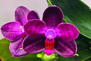 flower earl 3