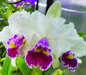 flower earl 4