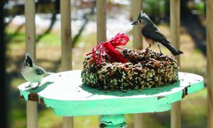 flower etc tjossem titmouse