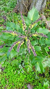 flower etc witherspoon Mahonia