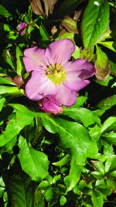 flower etc witherspoon hellebores