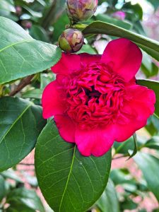 Camellia japonica Professor Charles Sargent