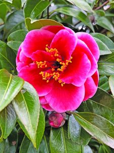 Camellia japonica Tama Vino