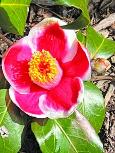 Camellia japonica Tama-No-Uri