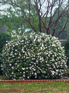 flower hubbard Yume camellia