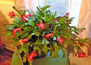 flower wilson