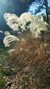 flower witherspoon grass seed heads