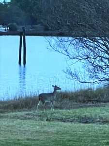 flowers etc battle deer