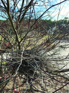 flowers etc battle nest