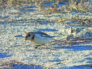 flowers etc waldrop 2