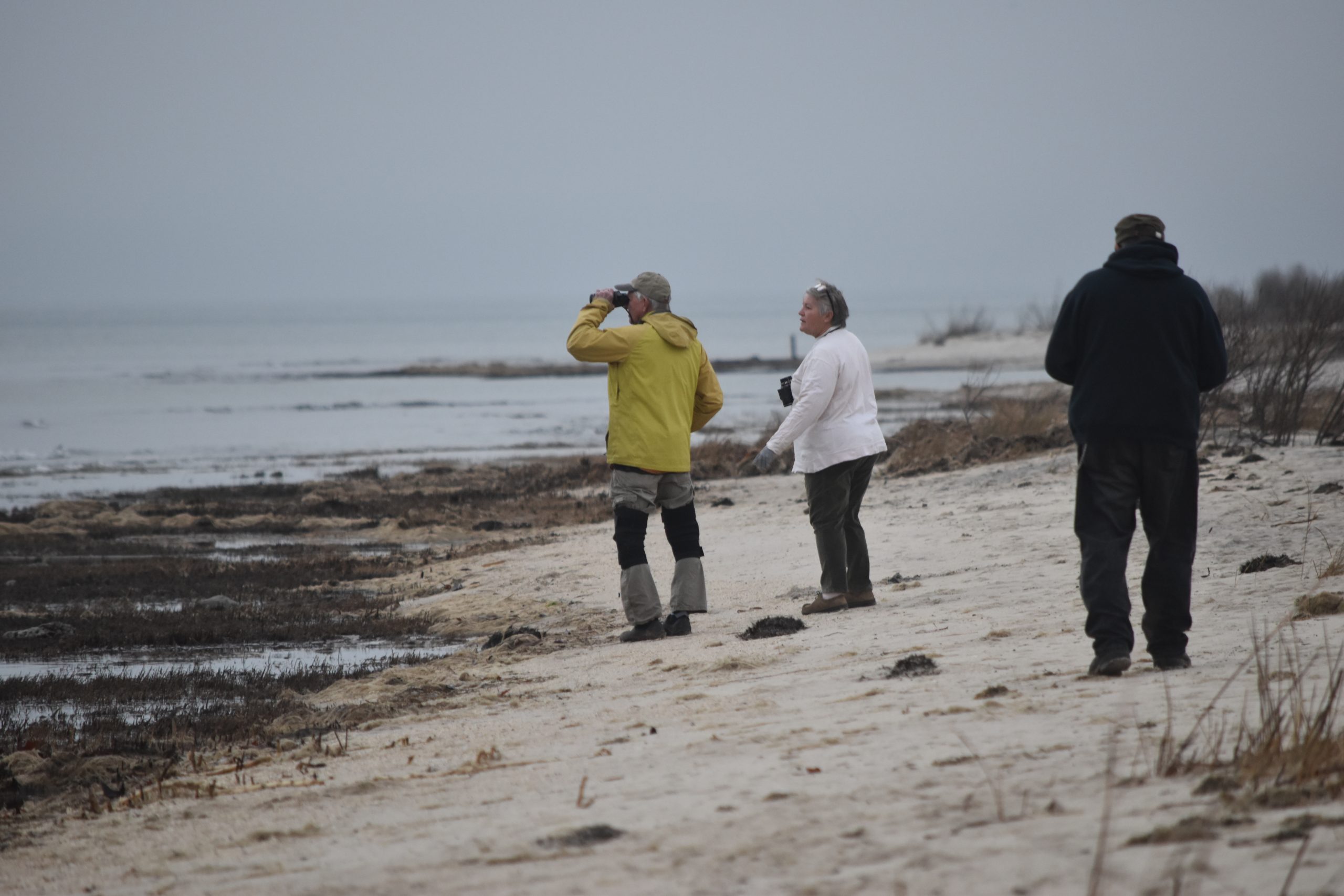 mathews bird county winter harbor sector