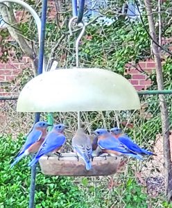 melissa ashe bluebirds