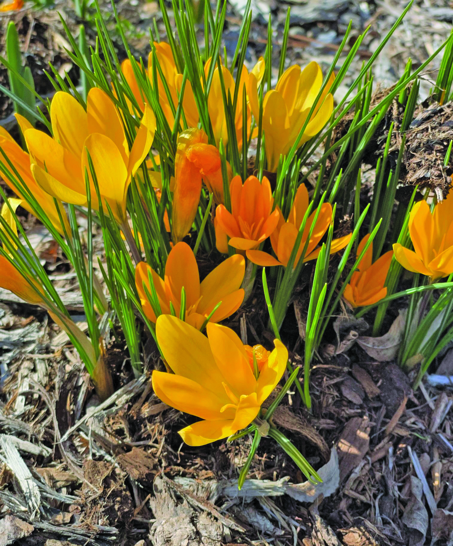 flower battle crocus other color