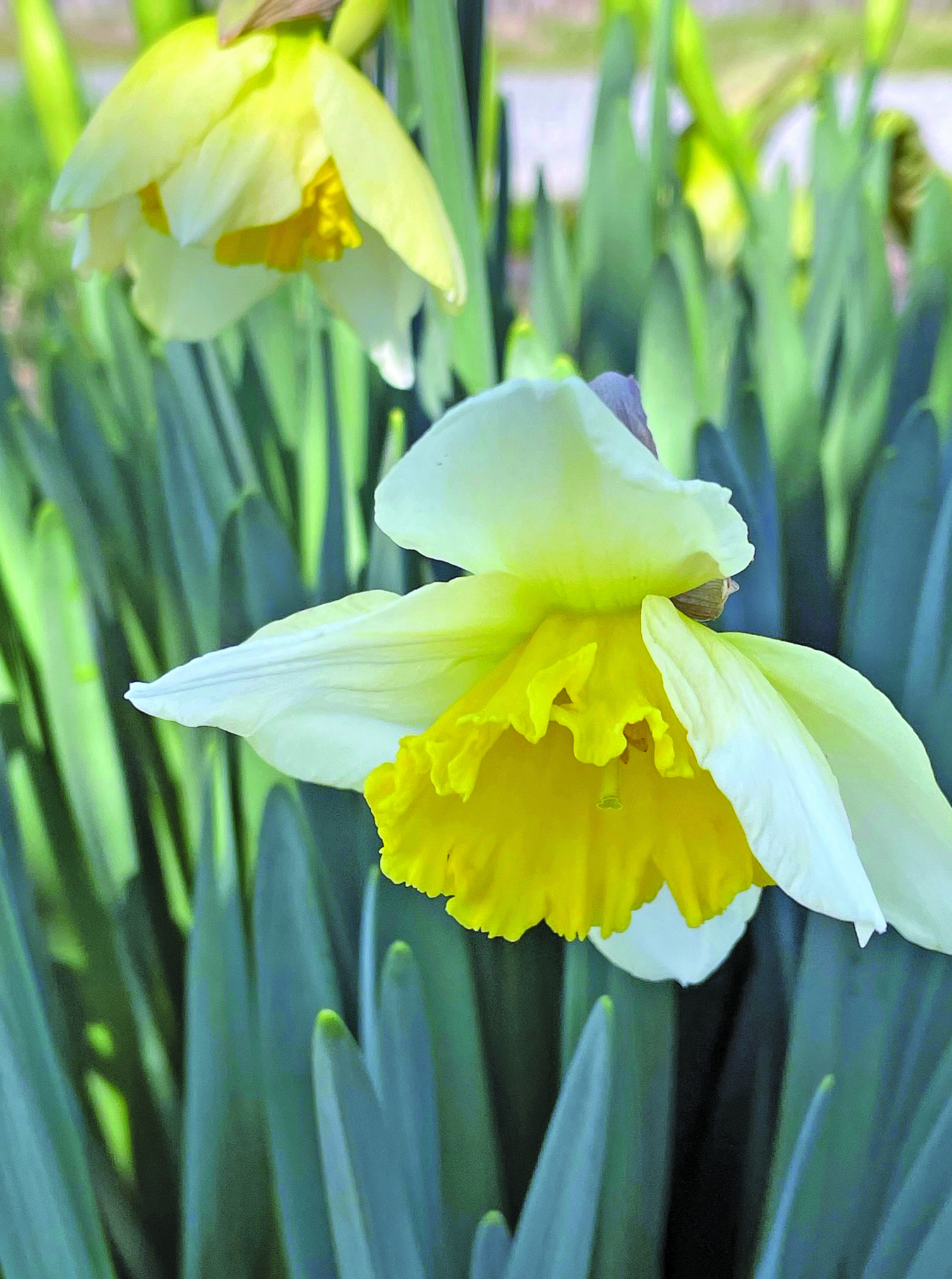 flower battle daffodil
