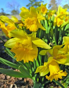 flower battle daffodil