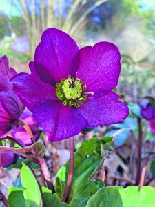flower chillemi