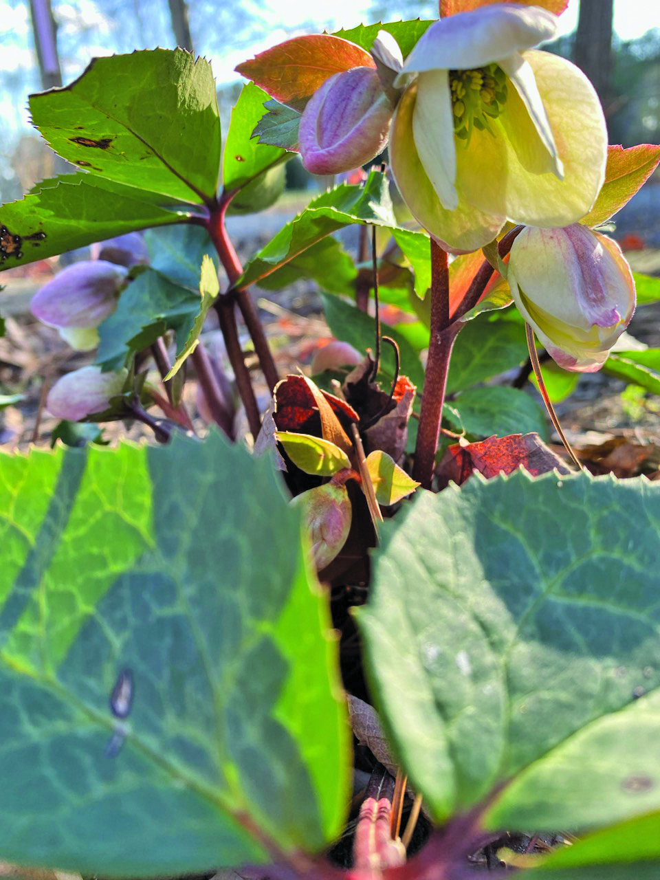 flower dalgety lenten rose