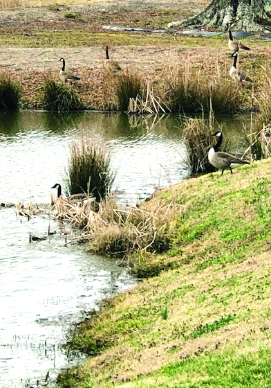 flower etc richardson duck