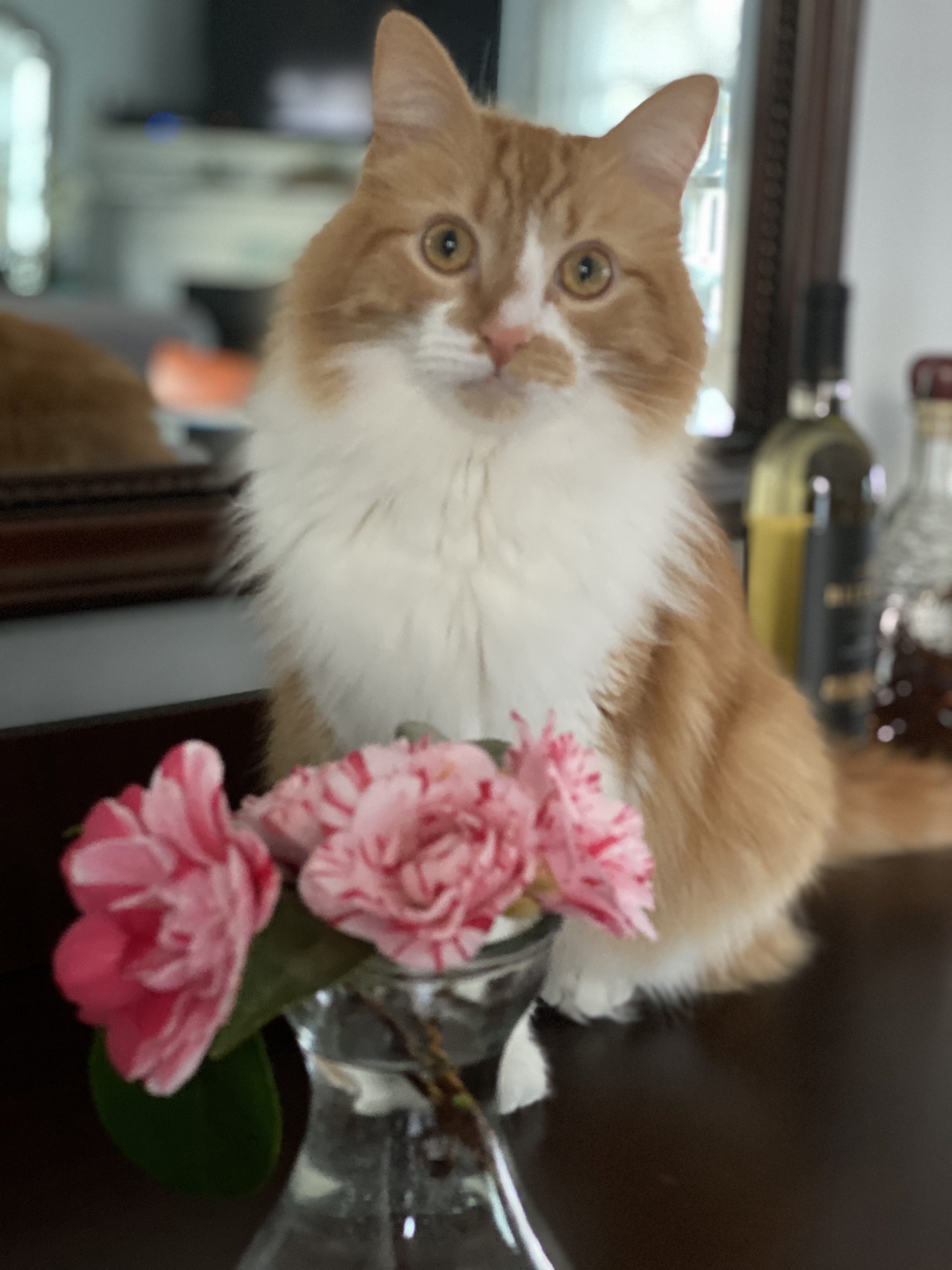 flower etc walker shake