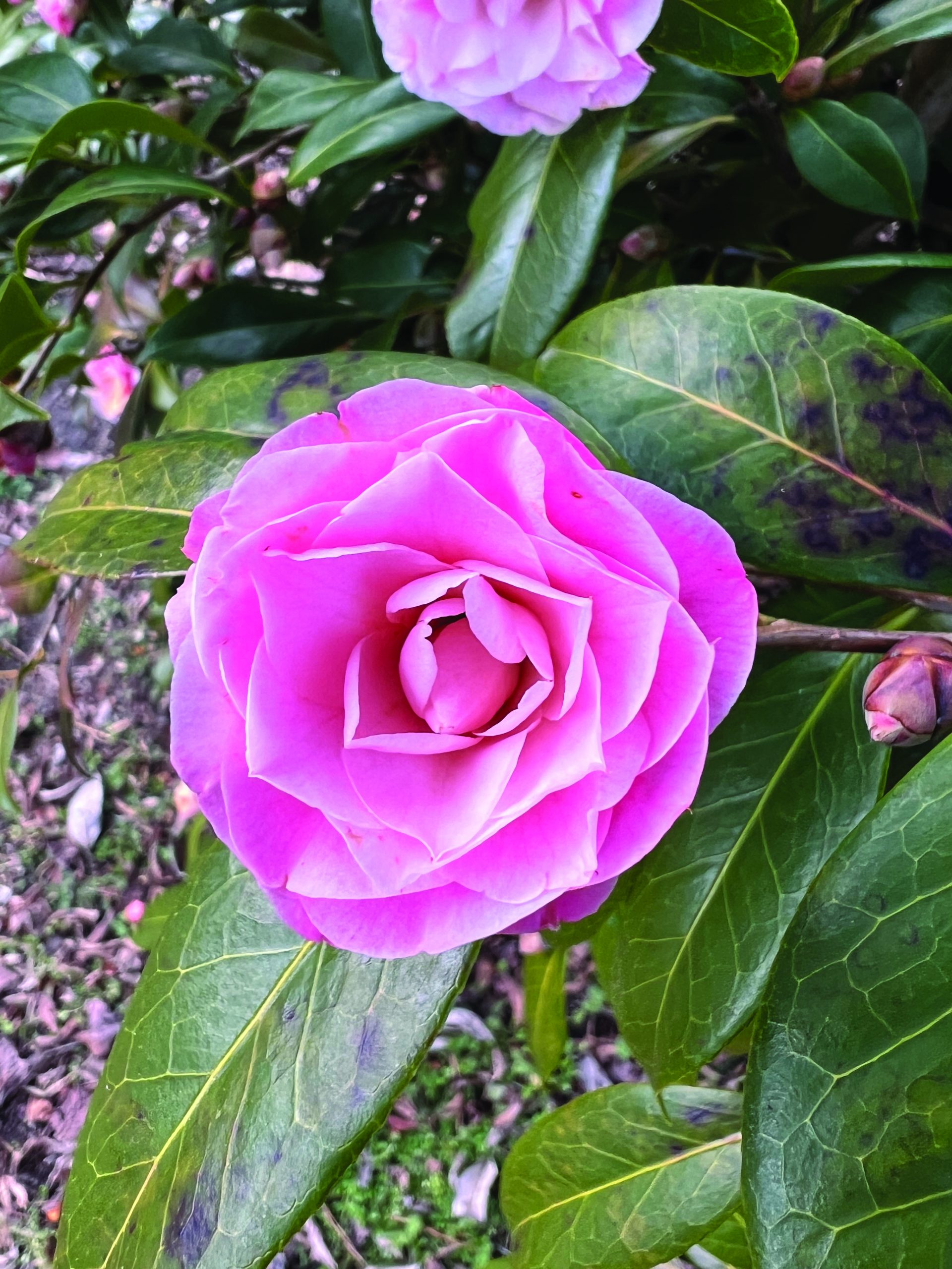 Camellia hybrid Buttons and Bows