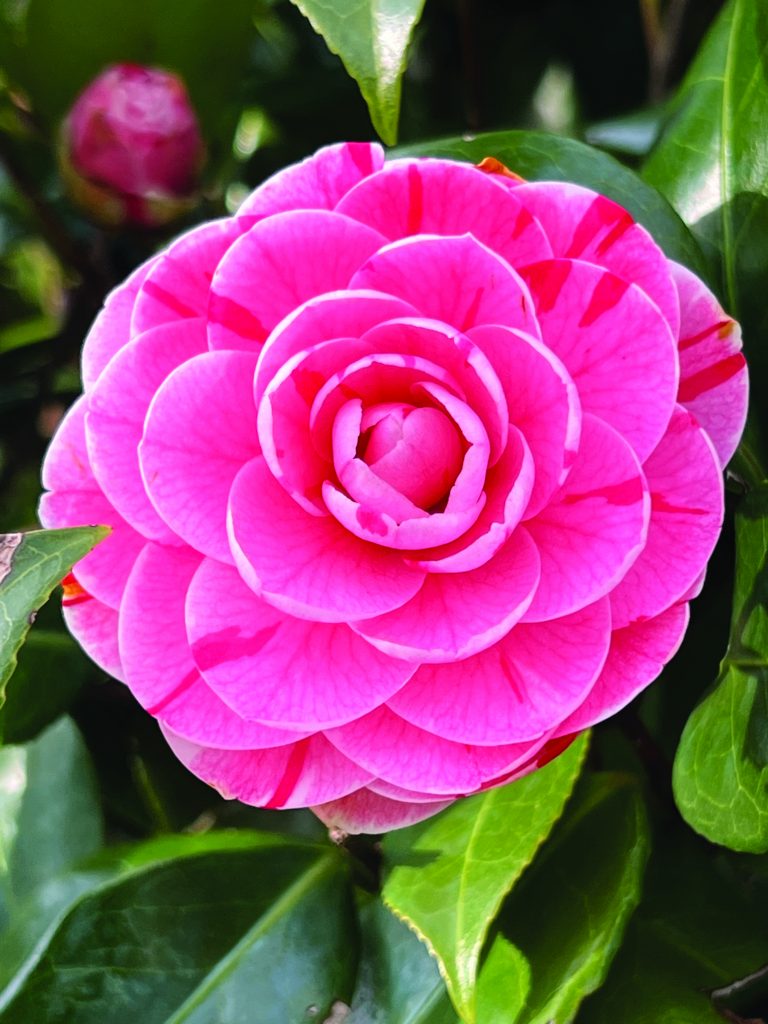 Camellia japonica Dad’s Pink