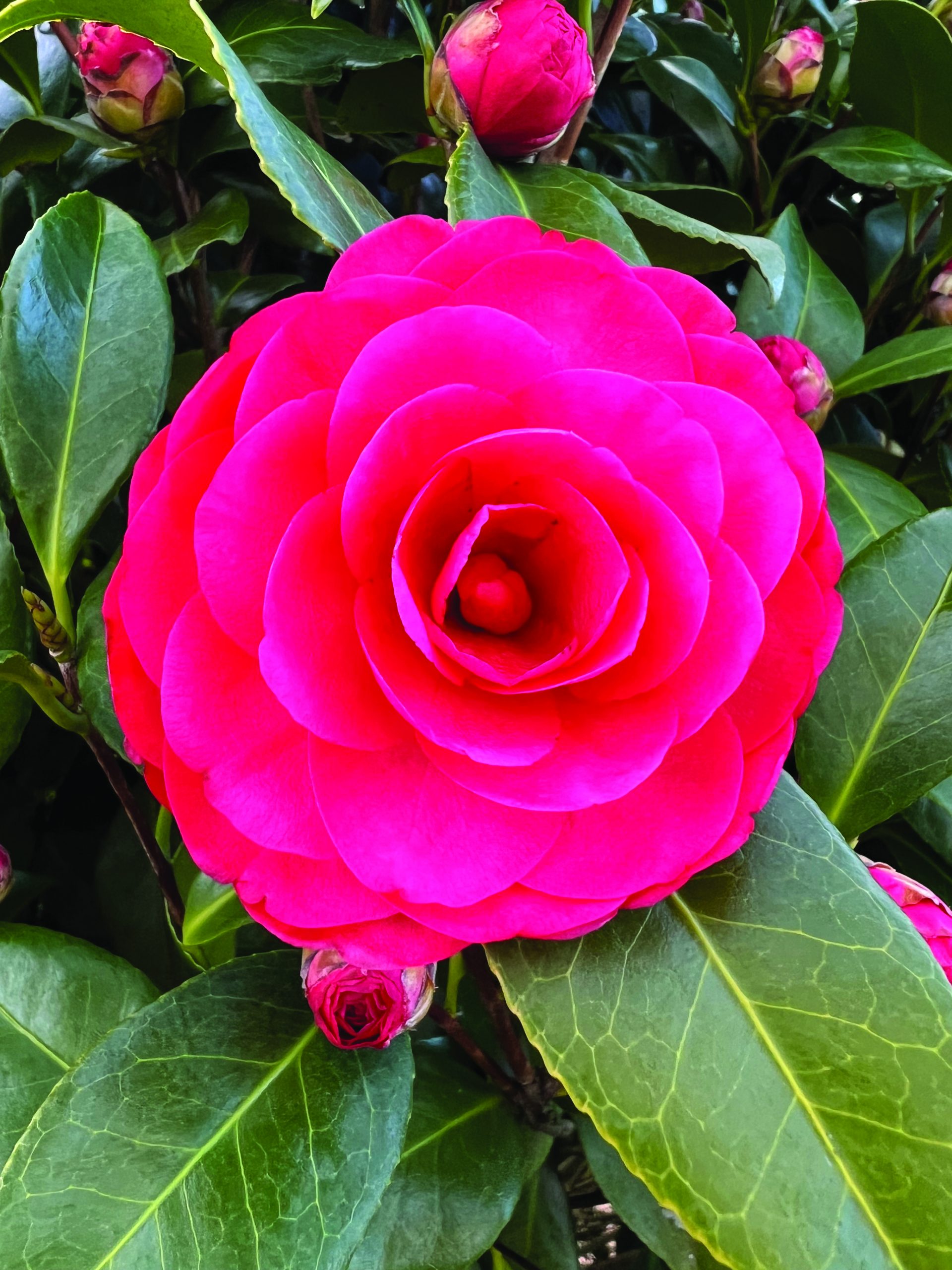 Camellia japonica Romany