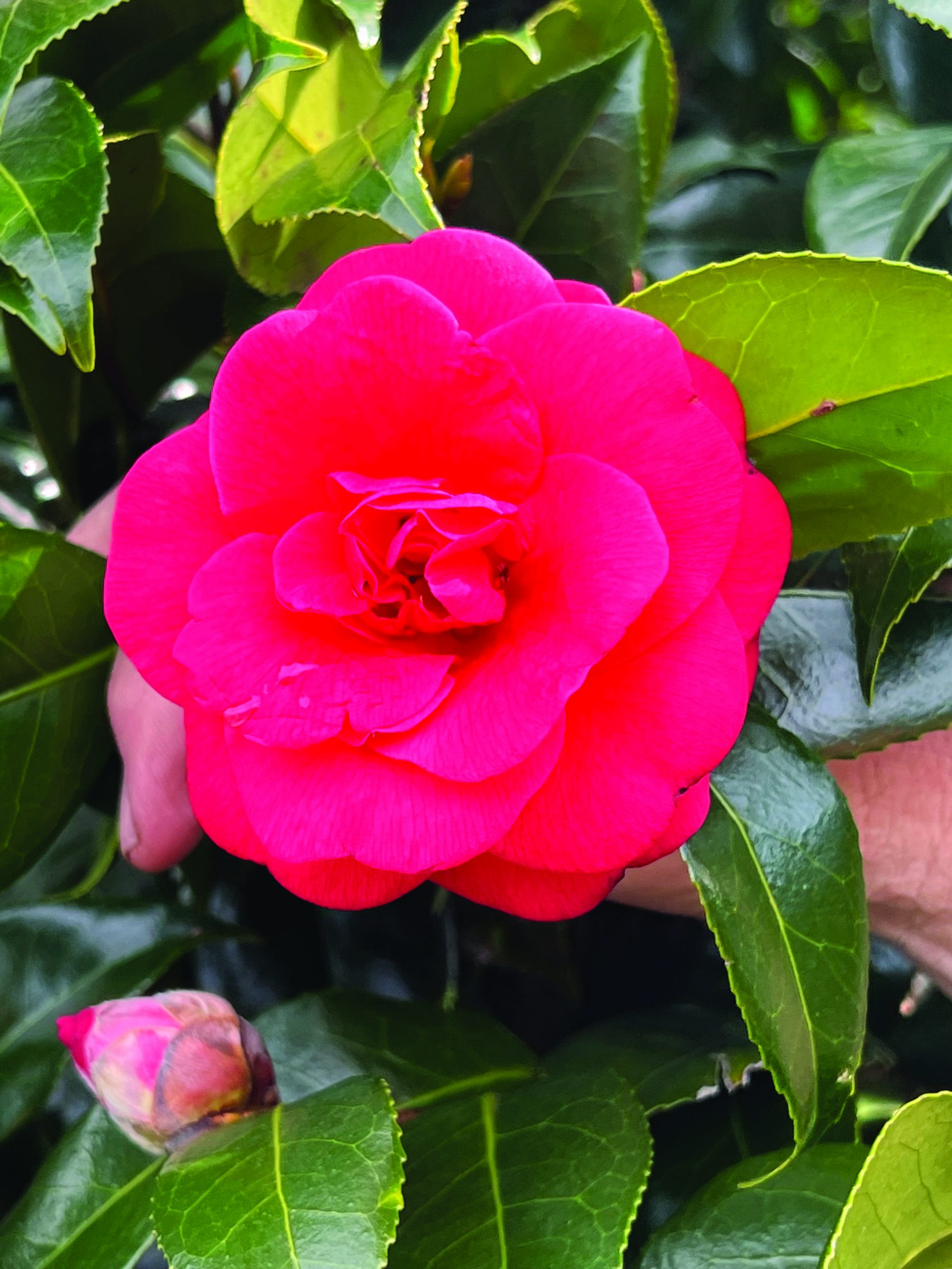 Camellia japonica Rose Hill Red