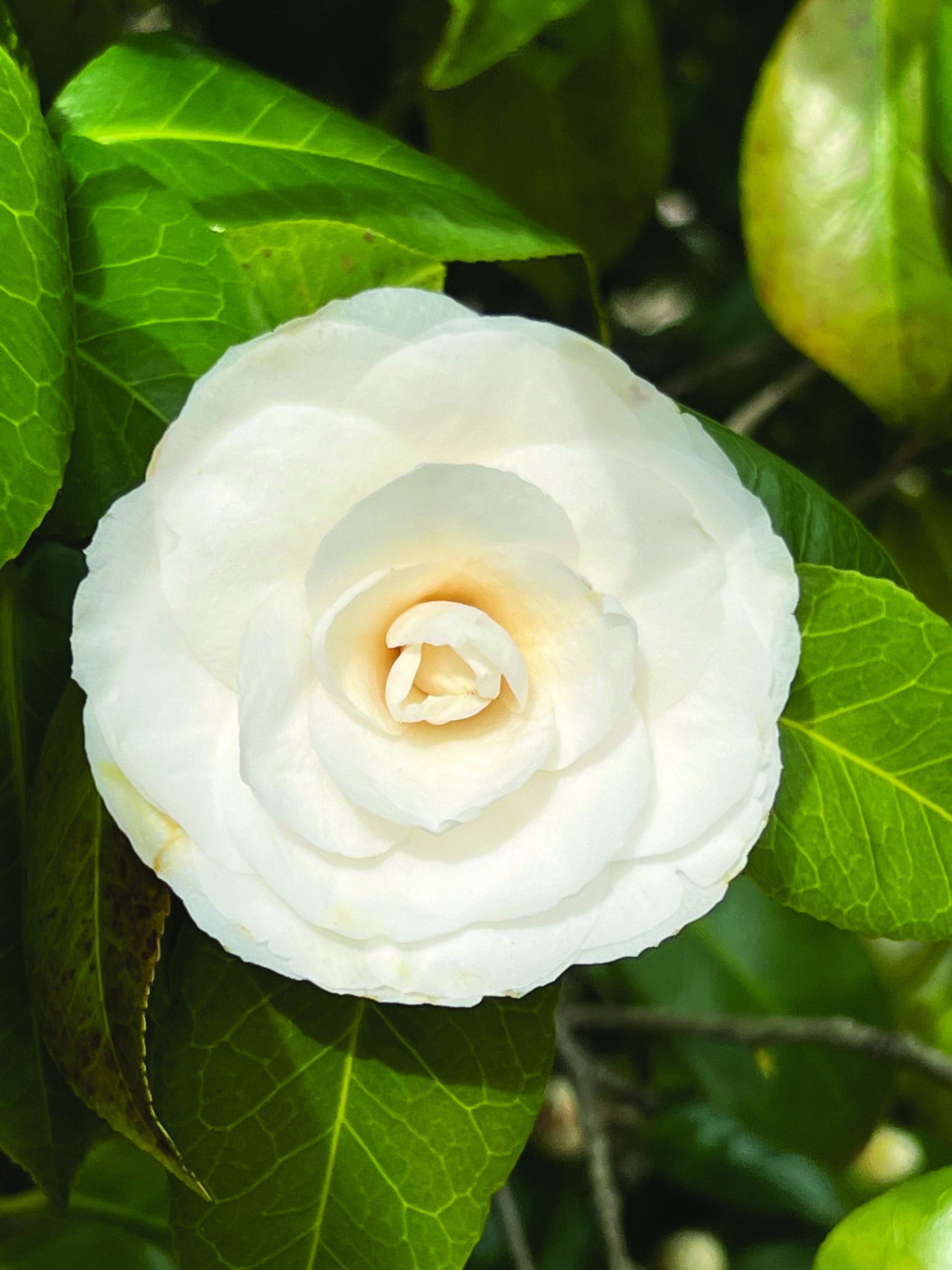 Camellia japonica White by the Gate