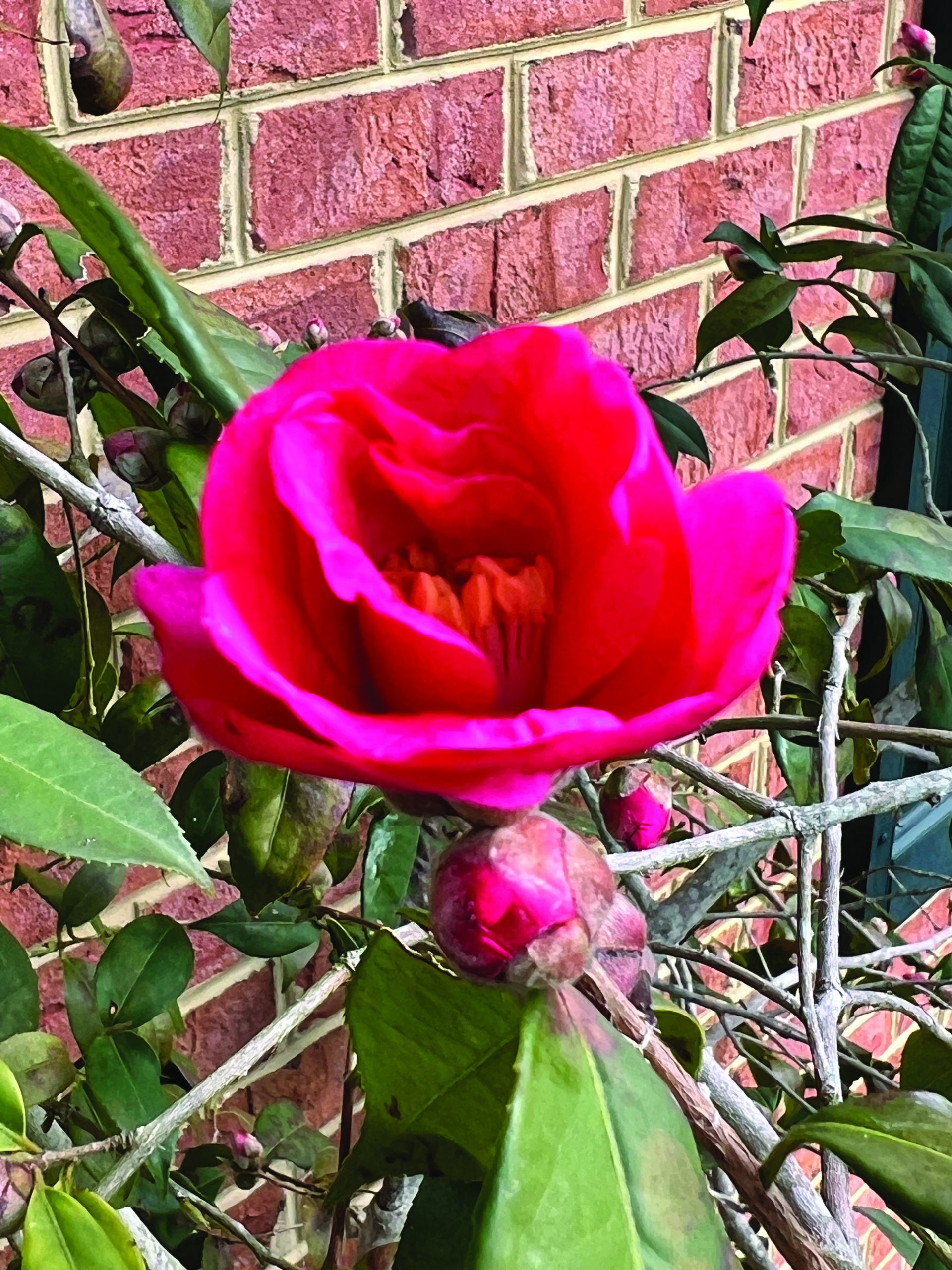 Camellia sasanqua Crimson Candle