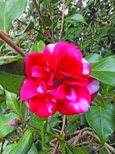 flower hubbard mouton