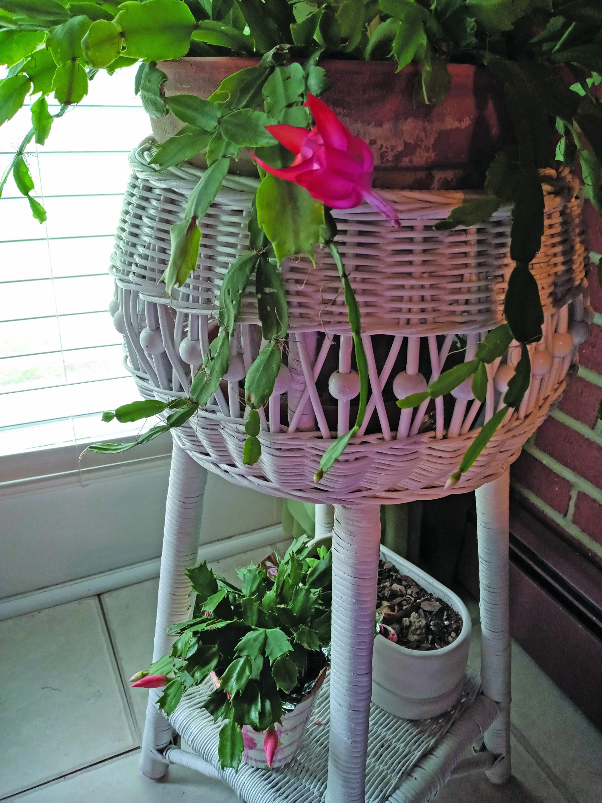 flower hudgins Late blooming Thanksgiving cactus