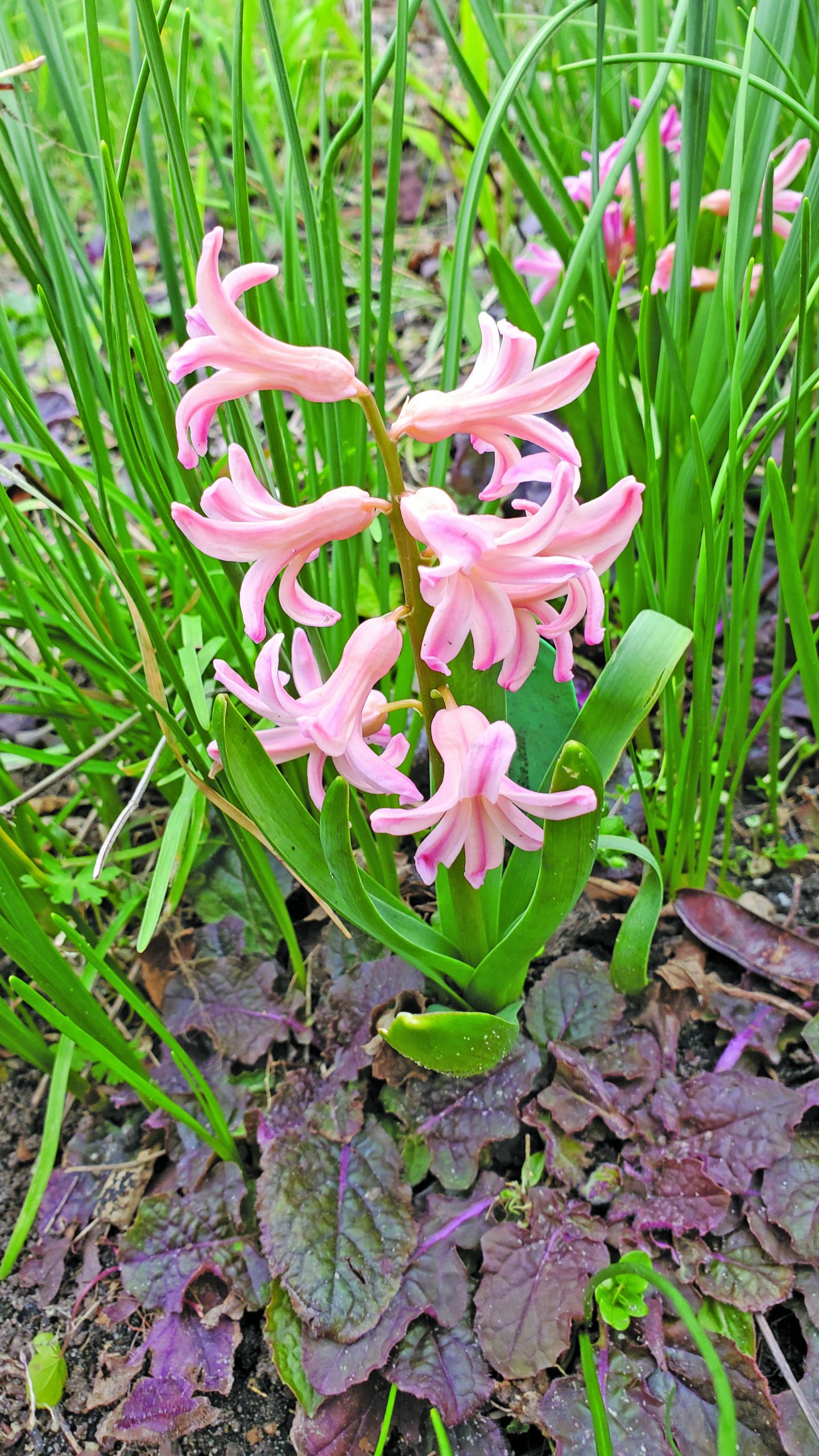 flower witherspoon Hyacinth Gypsy Queen
