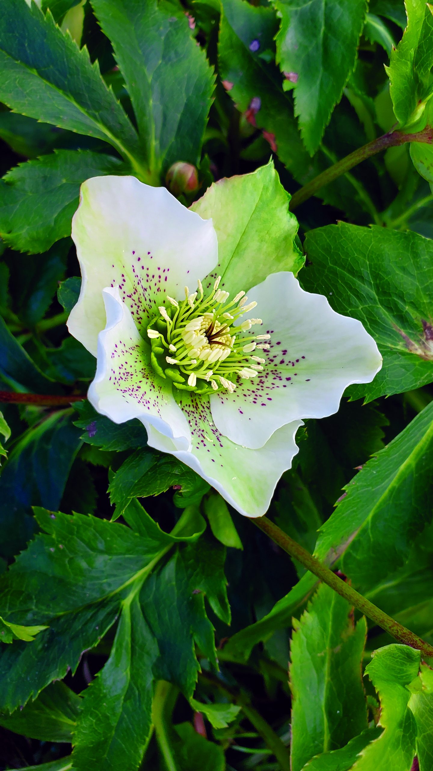 flower witherspoon hellebore