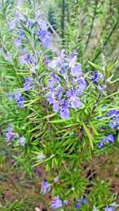 flower witherspoon rosemary