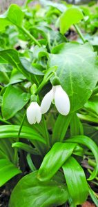 flower witherspoon snow drops