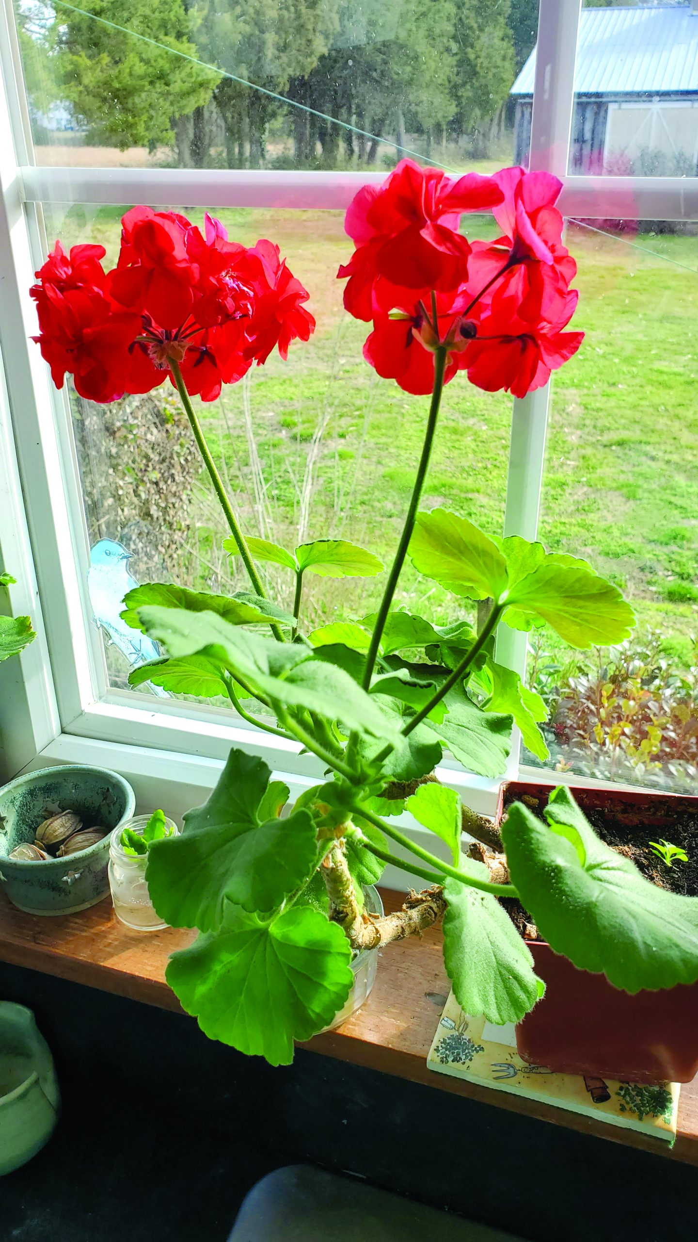 flower witherspoon windowsill geraniums