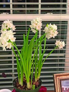 flowers rowe