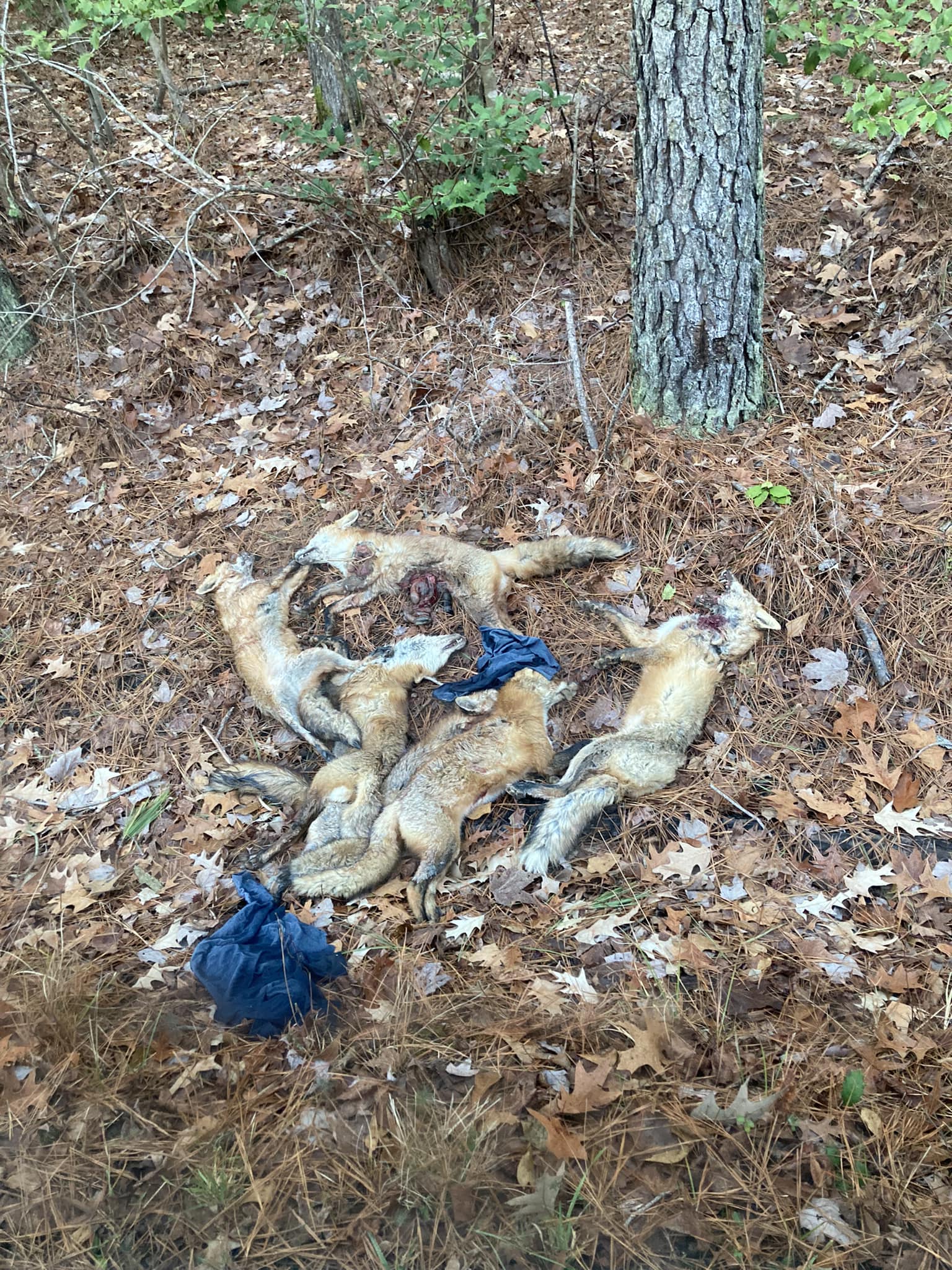 mathews dead foxes by road