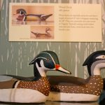 gloucester museum ducks