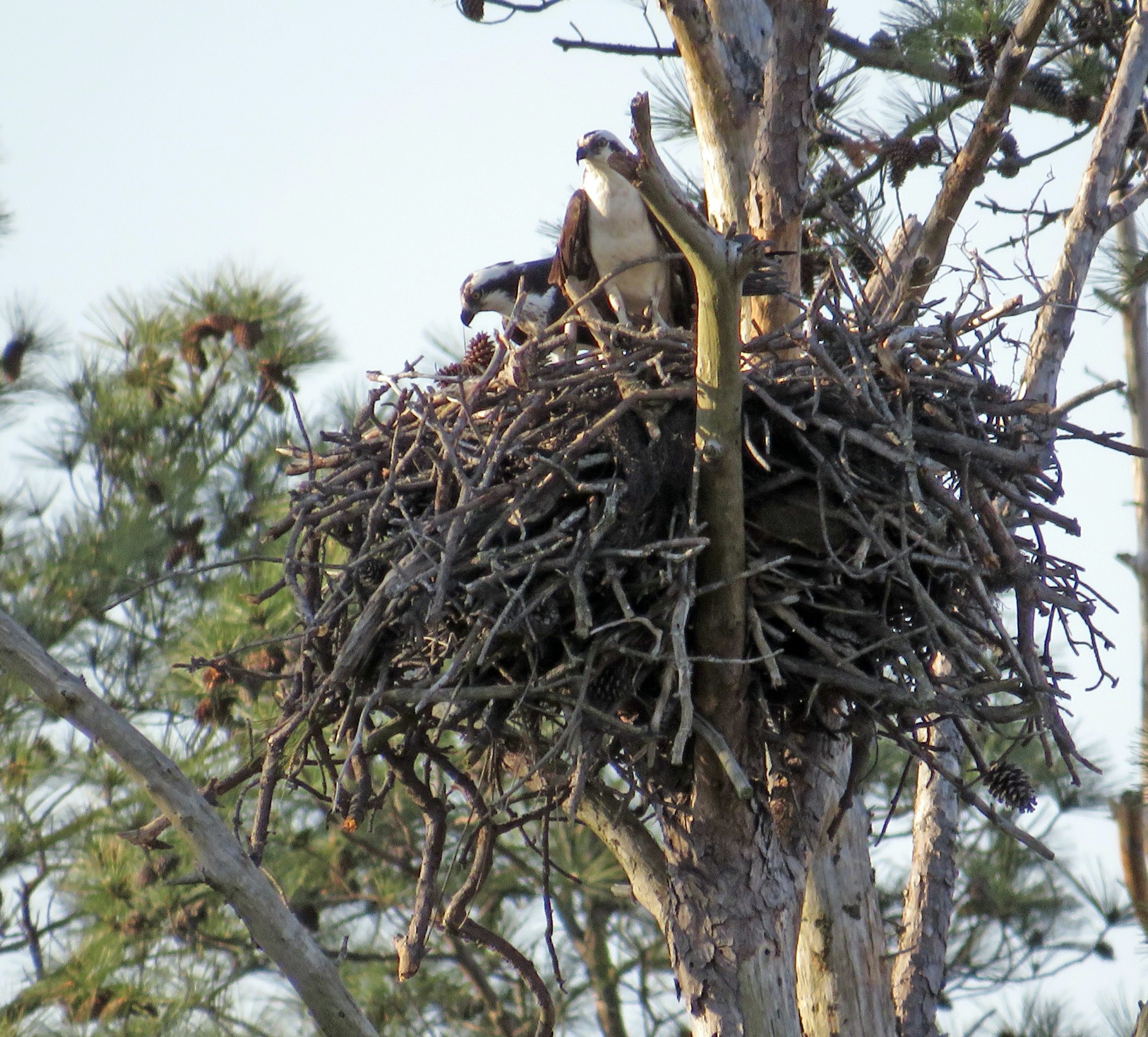 1a ospreys