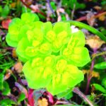 Euphorbia helioscopia by david justis